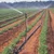 Micro Drip Irrigation 8x13 MM 60 Meter Tube Plants Sprinkler Pipe Use to Irrigate Agricultural Crops, Lawns, Landscapes